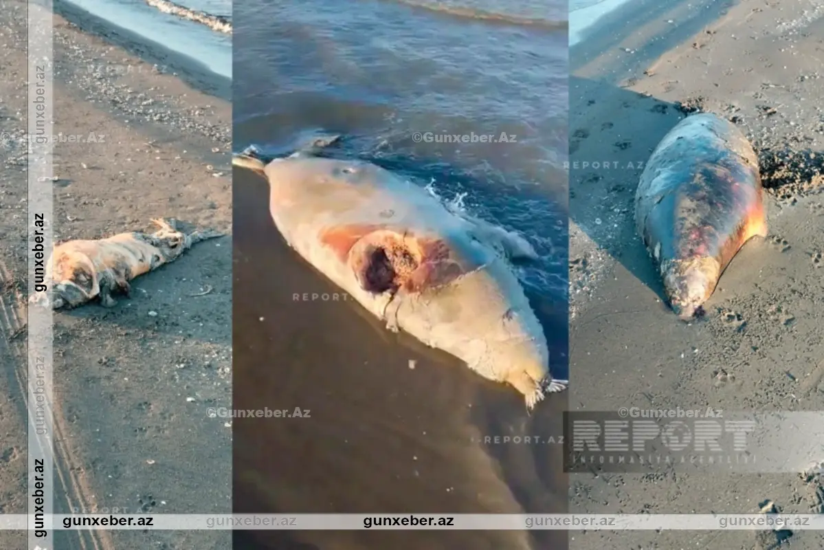 Xəzərin Xaçmaz sahillərində suiti cəsədləri tapılıb