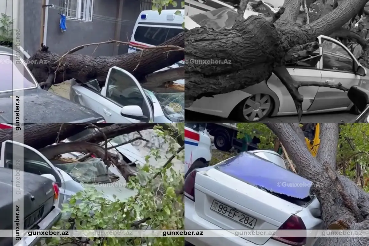 Bakıda ağac avtomobilin üzərinə AŞDI