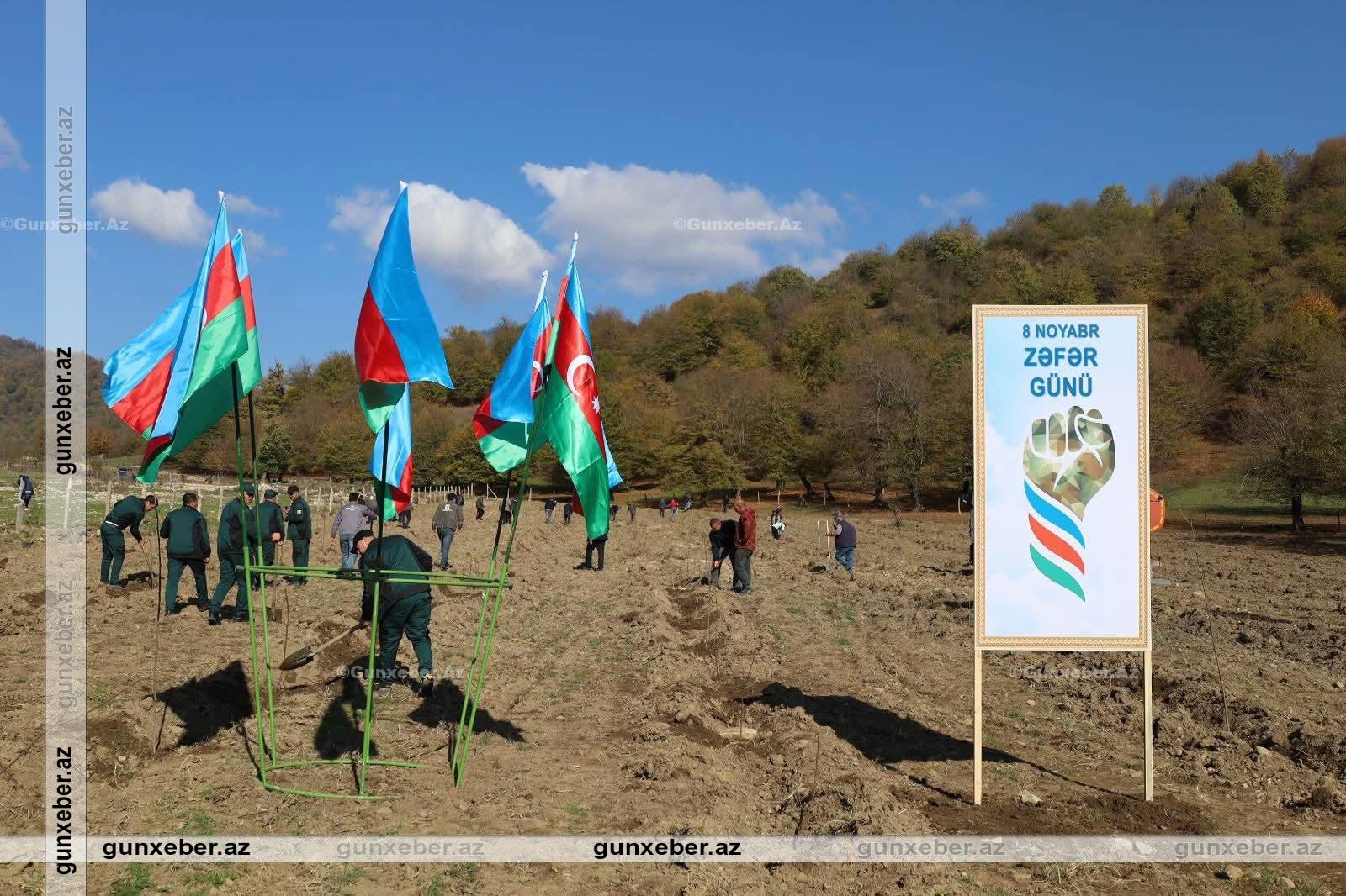 İsmayıllıda 8 noyabr – Zəfər Günü ilə əlaqədar ağacəkmə aksiyası keçirilib.