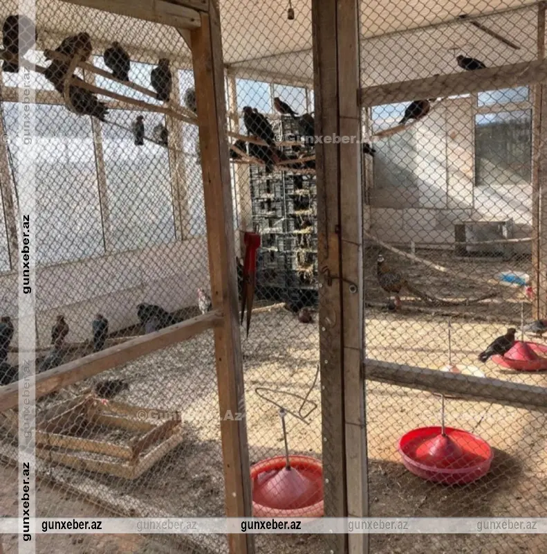 Restoranda baytarlıq nəzarəti olmadan saxlanılan heyvanlar aidiyyəti üzrə təhvil verilib